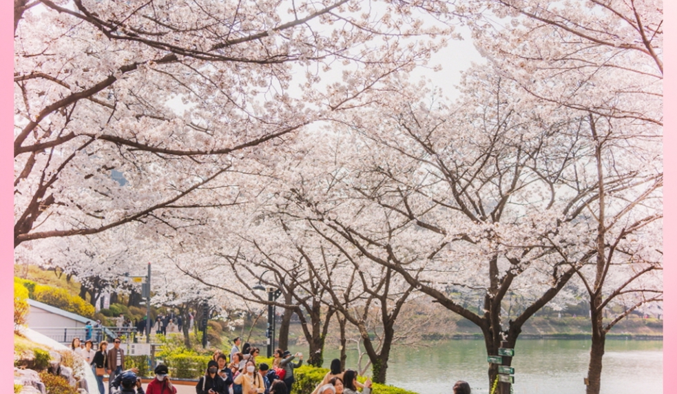 MÙA HOA ANH ĐÀO HÀN QUỐC: SEOUL - NAMI – EVERLAND - 5N4D (Aero K)